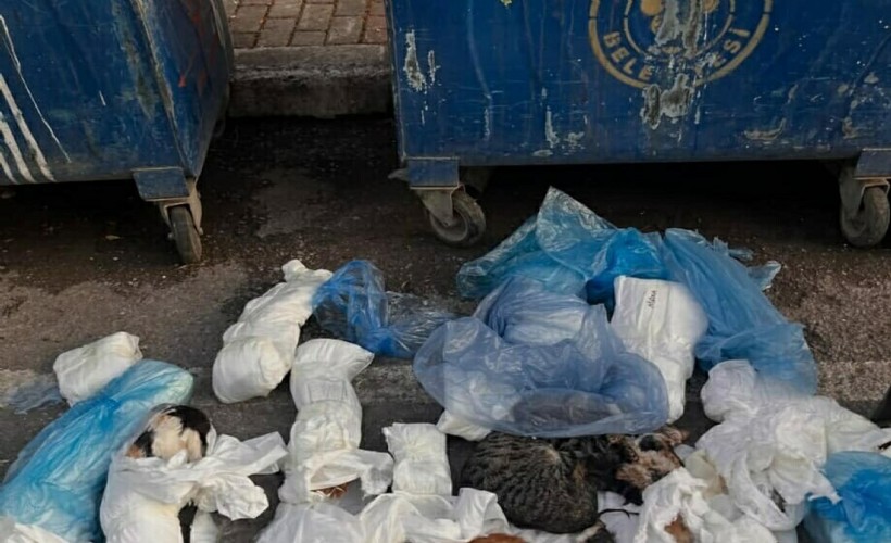 İzmir'de 33 kedinin ölümüyle ilgili gözaltına alınan veteriner adli kontrolle serbest!