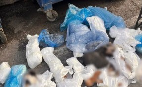 İzmir’de 33 kedi ölü bulunmuştu... Veteriner gözaltına alındı
