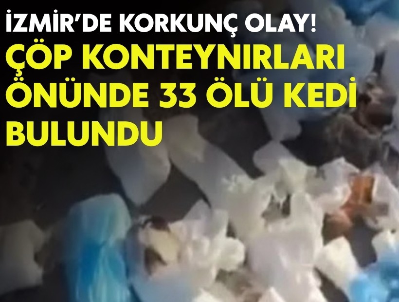 İzmir’de korkunç olay: Çöp konteynırları önünde 33 ölü kedi bulundu