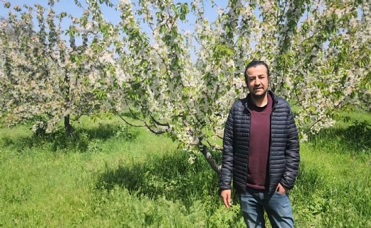Kirazda don riski geçti 50 ton rekolte bekleniyor!