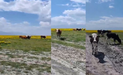 Koruma altındaki Eber sarısının yetiştiği alanda hayvan otlattılar