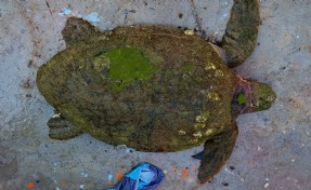 Kuşadası’nda yaralı bulunan caretta caretta tedaviye alındı