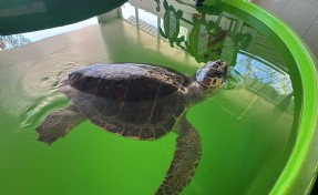 Tatilcilere caretta caretta uyarısı: Beslemeyin!