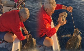 Ayağına parke taşı bağlanmış deniz kaplumbağasını kurtardılar