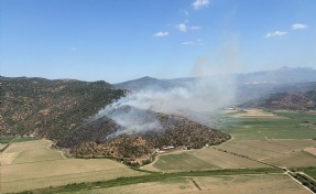Aydın'da zeytinlik yangını kontrol altında