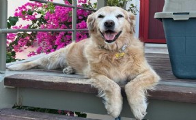 Bodrum'da 'Çinko' isimli köpeğin ölümüne neden olan sürücü beraat etti