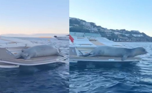 Bodrum'da motoryata çıkan Akdeniz foku kamerada