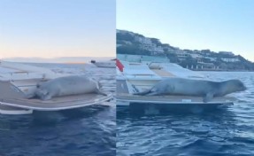 Bodrum'da motoryata çıkan Akdeniz foku kamerada