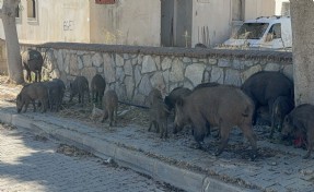 Bodrum merkeze domuz sürüsü indi!