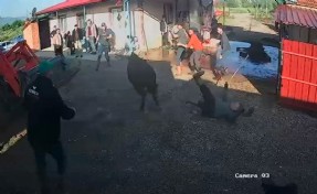 Boğanın 5 kişi yaraladığı an kamerada!
