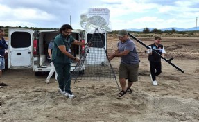 Caretta carettayı çakalların saldırısından belediye ekipleri kurtardı