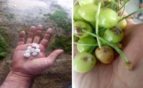 Eber kirazını dolu vurdu