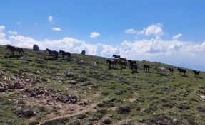 Emirdağları'nın zirvesinde yılkı atları sürprizi
