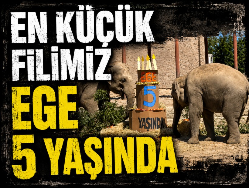 İzmir'in fil ailesinin en küçüğü Ege 5 yaşına girdi
