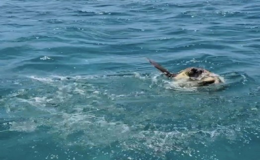 Muğla'da ağa takılan deniz kaplumbağası kurtarıldı