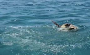 Muğla'da ağa takılan deniz kaplumbağası kurtarıldı