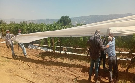 Sarıgöl’de sultaniye üzümüne örtülü koruma