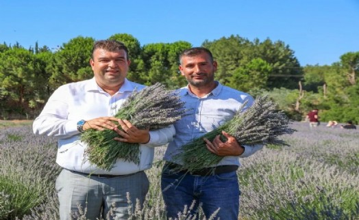 Seferihisar'da Lavanta Hasat Şenliği için geri sayım başladı