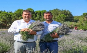 Seferihisar'da Lavanta Hasat Şenliği için geri sayım başladı