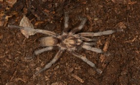Türkiye'nin yeni tarantula türü tescillendi