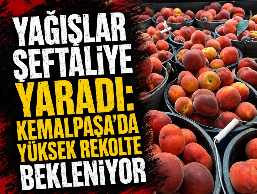 Yağışlar şeftaliye yaradı: Kemalpaşa’da yüksek rekolte bekleniyor