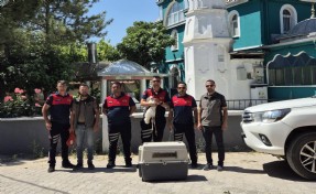 Ayağına ip dolanan yavru leylek kurtarıldı