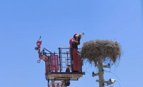 Ayağına poşet dolanan leylek kurtarıldı