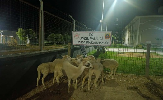 Aydın'da koyun hırsızlığı şüphelisi tutuklandı