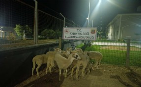 Aydın'da koyun hırsızlığı şüphelisi tutuklandı