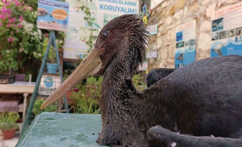 Aydın'da yaralı karaleylek korumaya alındı
