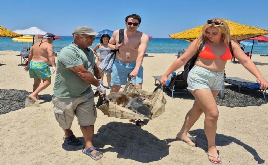 Aydın ve İzmir'de toplam 3 deniz kaplumbağası ölü bulundu