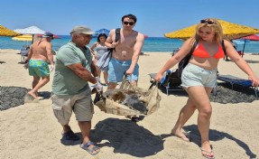Aydın ve İzmir'de toplam 3 deniz kaplumbağası ölü bulundu