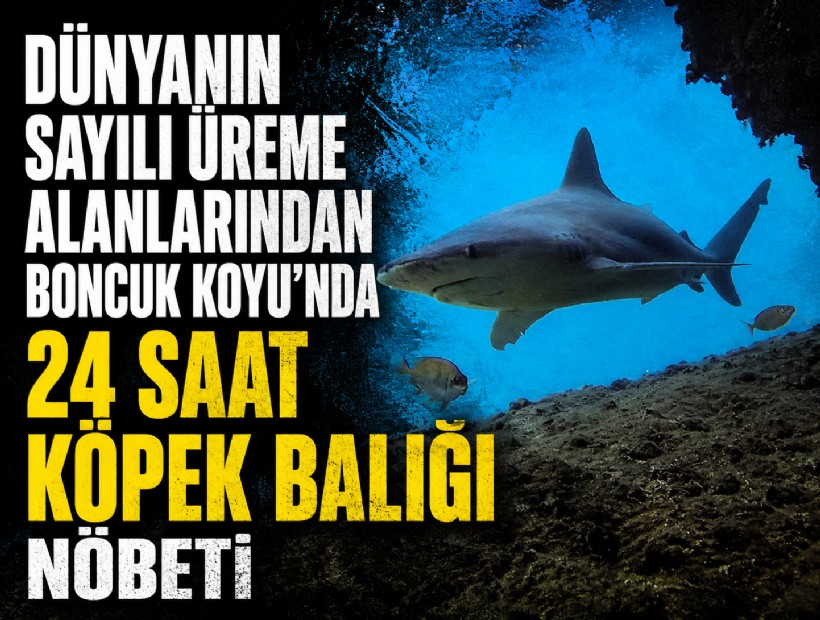 Dünyanın sayılı üreme alanlarından Boncuk Koyu’nda 24 saat köpek balığı nöbeti