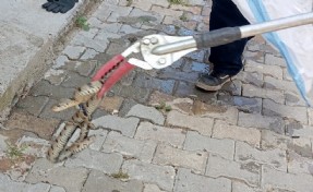 Eve giren yılanı itfaiye ekibi yakaladı