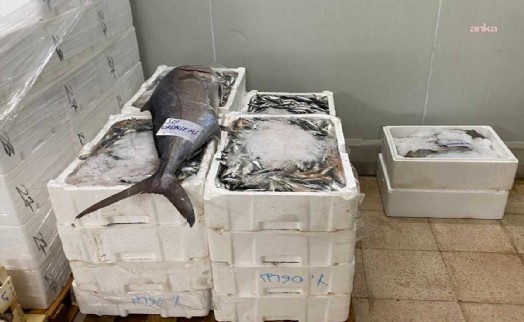 İzmir'de 241 kilogram su ürününe el konuldu