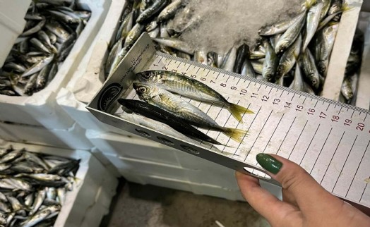 İzmir'de yasa dışı su ürünlerine el konuldu
