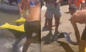 Bunun adı vandallık: Kılıçbalığı yavrusunu elle yakalayıp caka sattılar!