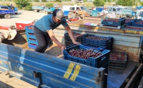 Kirazdaki düşük fiyat çiftçiyi tedirgin etti