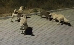 Köpekler yavru yaban domuzuna saldırdı; o anlar kamerada
