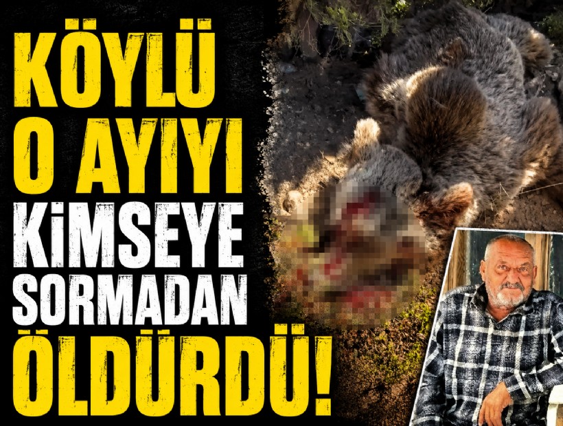 Köylü o ayıyı kimseye sormadan öldürdü!