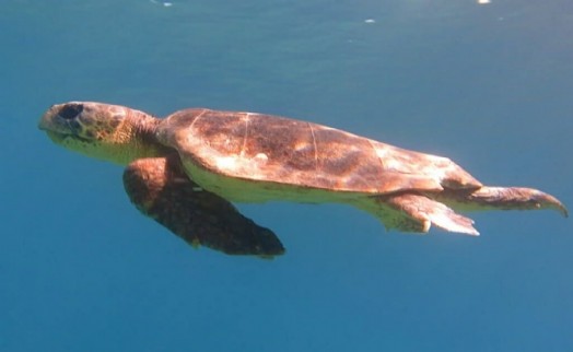 Kuşadası'nda ilk caretta caretta yuvası Güzelçamlı'da tespit edildi