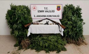 Ormana zehir tarlası kuran şahıs tutuklandı