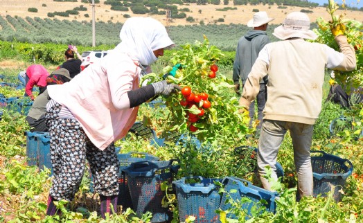 Salçalık domates hasadı başladı ama çiftçinin para kazanması zor!