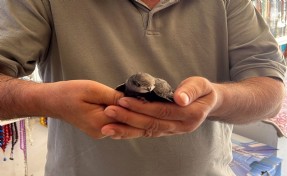 Sıcaktan bitkin düşen ebabil kuşuna yardım eli