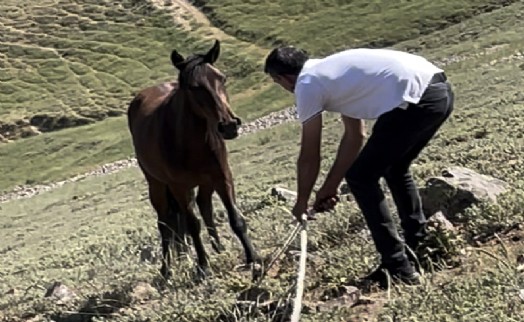 Yılkı atları için kurulan tuzaklar imha edildi