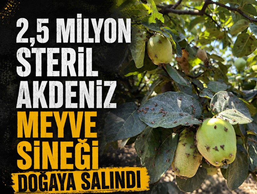 2,5 milyon steril Akdeniz meyve sineği doğaya salındı