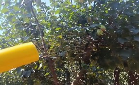 2,5 milyon steril Akdeniz meyve sineği doğaya salındı