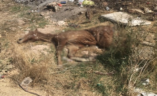 Bolvadin’de açık alandaki hayvan ölüleri tepki çekti