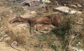 Bolvadin’de açık alandaki hayvan ölüleri tepki çekti