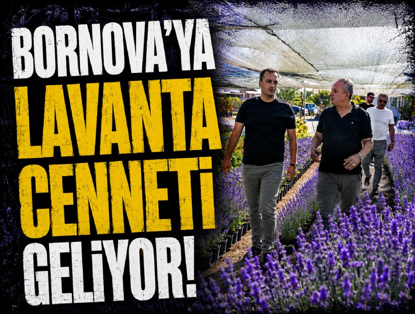 Bornova'dan İzmir'in ilk lavanta parkı geliyor